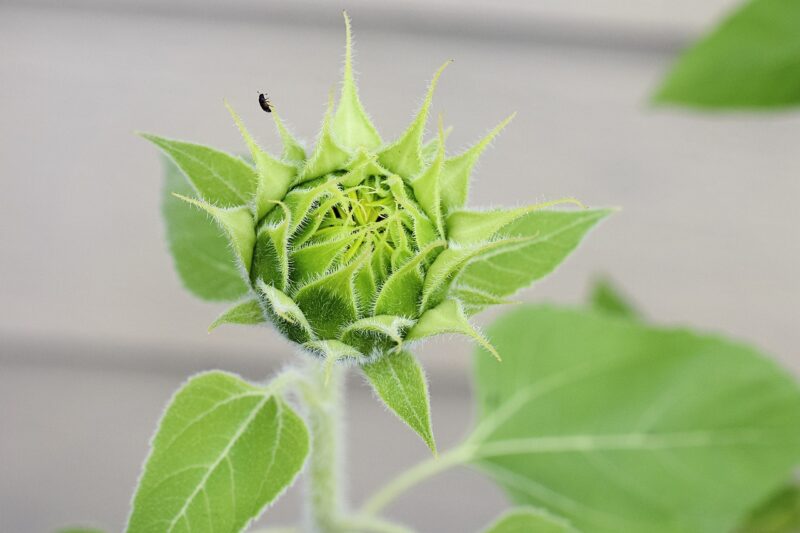 Sunflower not yet bloomed