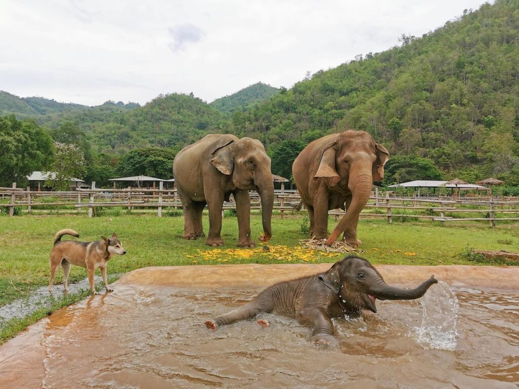 Elephant-Nature-Park-