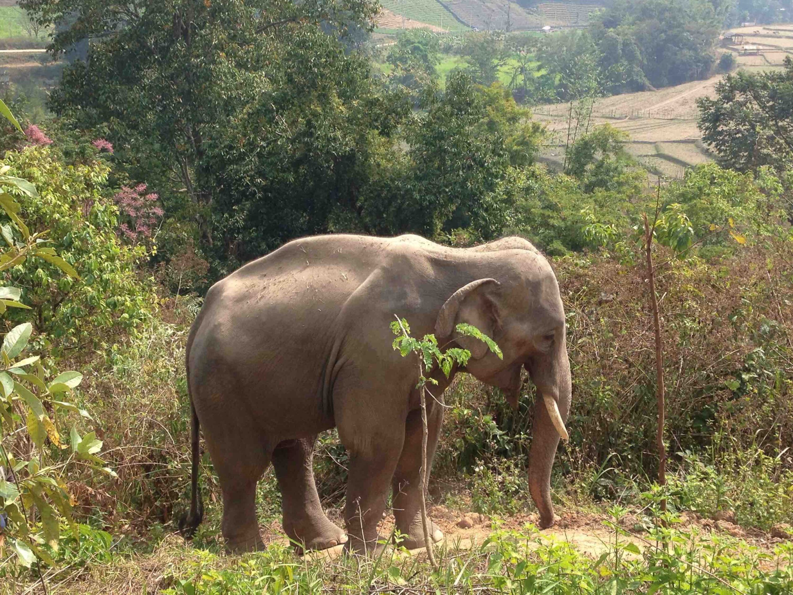 Elephant in Chiang Mai 2 copy-min