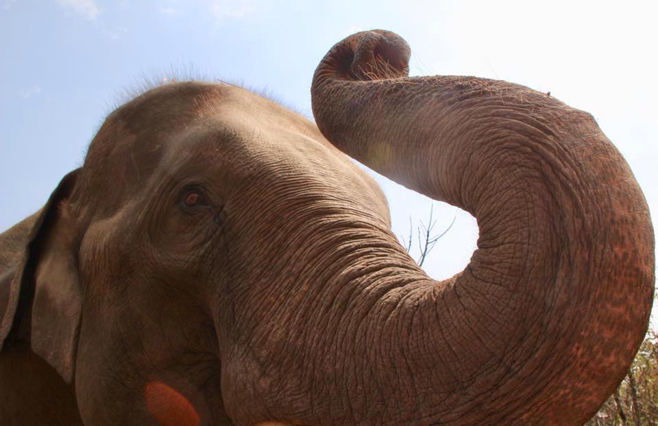 Elephant in Chiang Mai