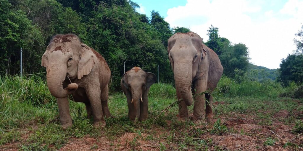 Pattaya-Elephant-Sanctuary-cover