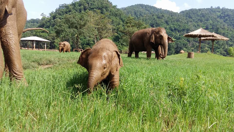 elephant-nature-park