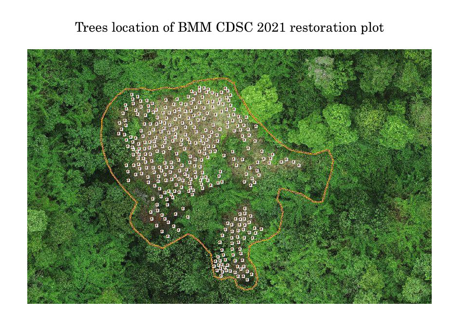 CDSC Forest – Trees for the Future