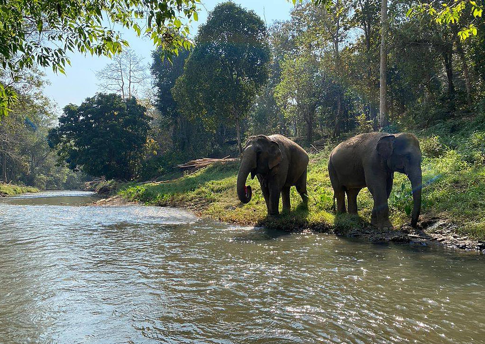 Elephant Habitat Ethics Conservation Chiang Mai Kids by BKK Kids