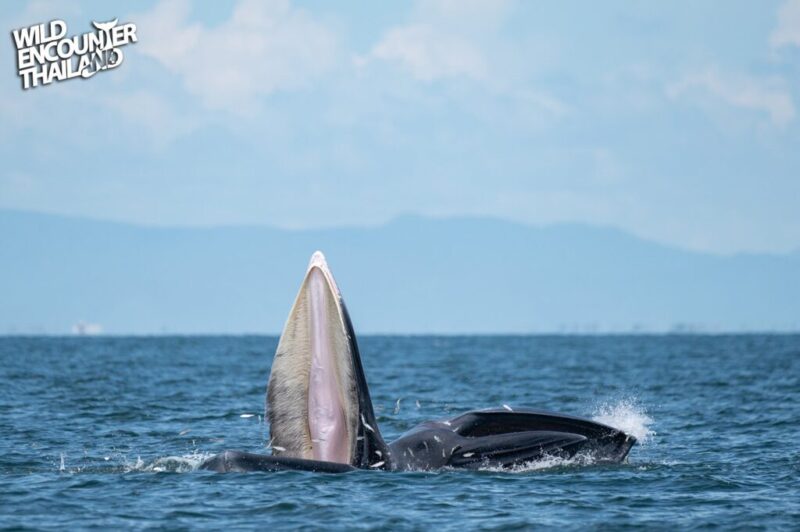 Day trip whale watching In Petchburi