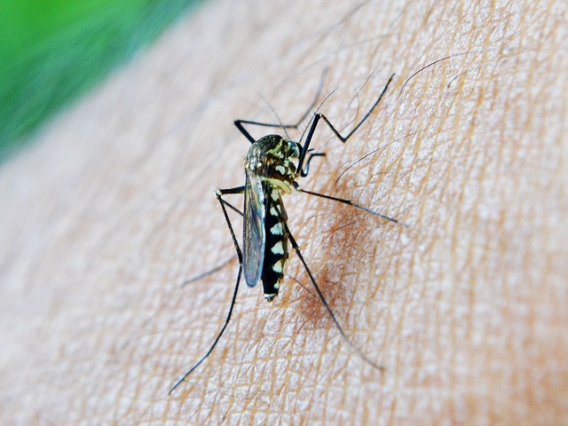 Mosquito - Zika virus