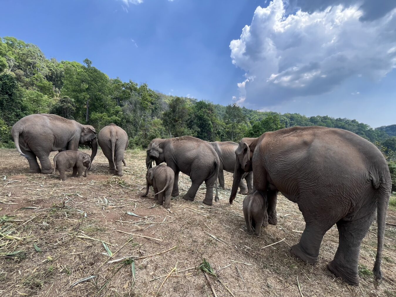 Chiang Mai Elephant Land