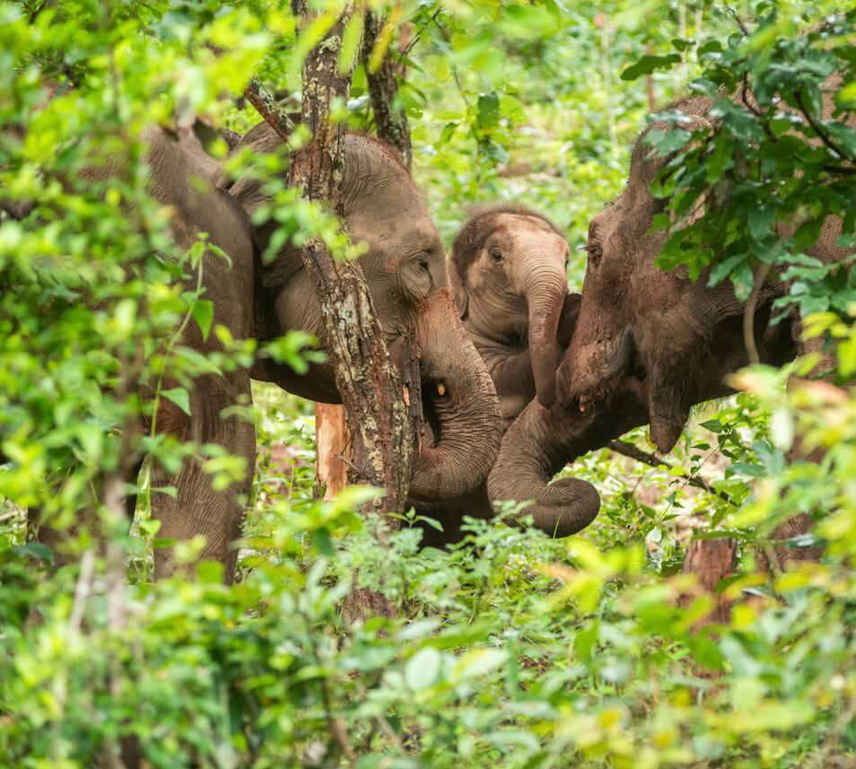 Kindred Spirit Elephant Sanctuary