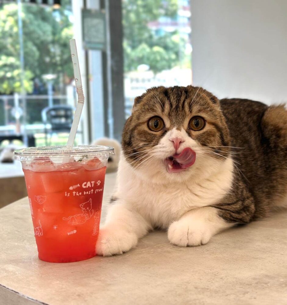 Mali Cat Cafe & Bar Nimman Chiang Mai